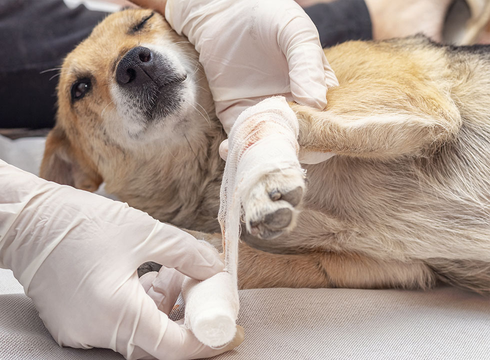 Veterinarian taking care of a injured dog's paw