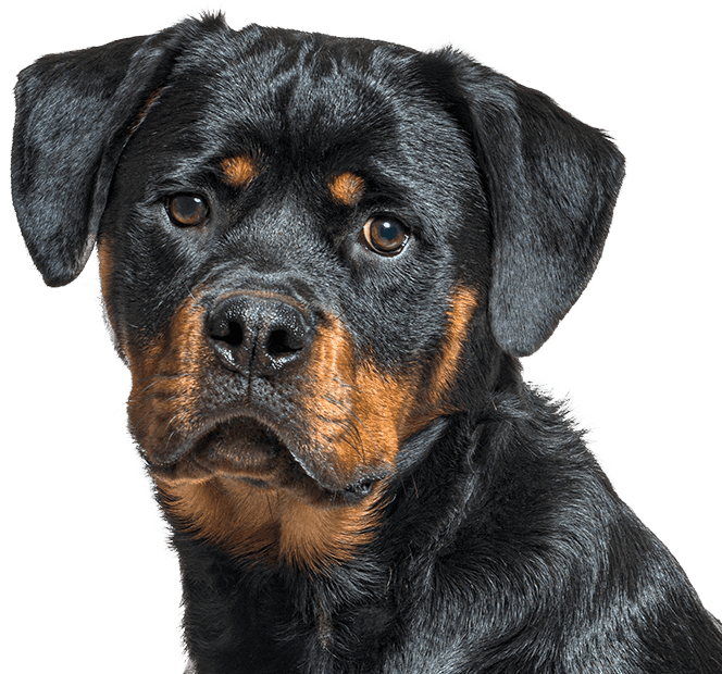 Young rottweiler dog