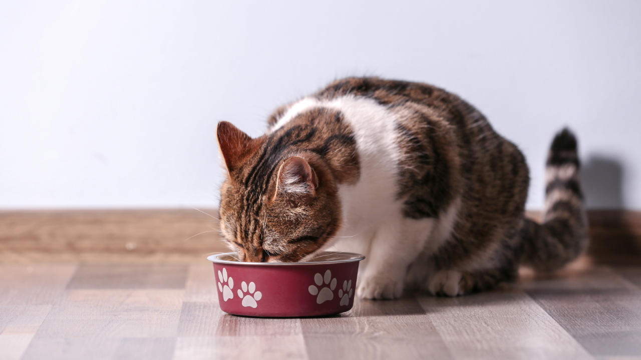 Tabby cat eating from a red bowl with paw prints.