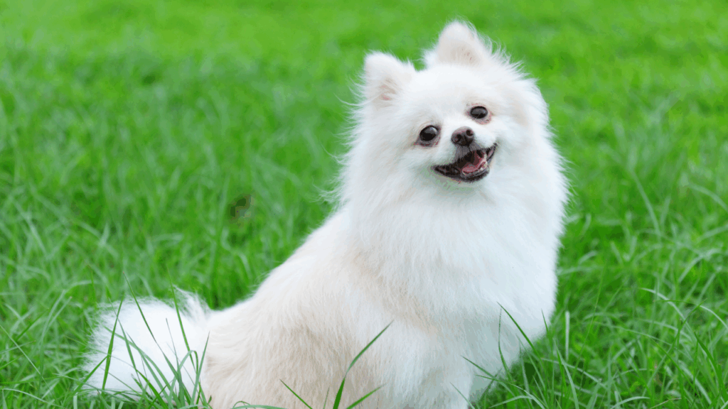 A fluffy white Pomeranian dog smiling in green grass.