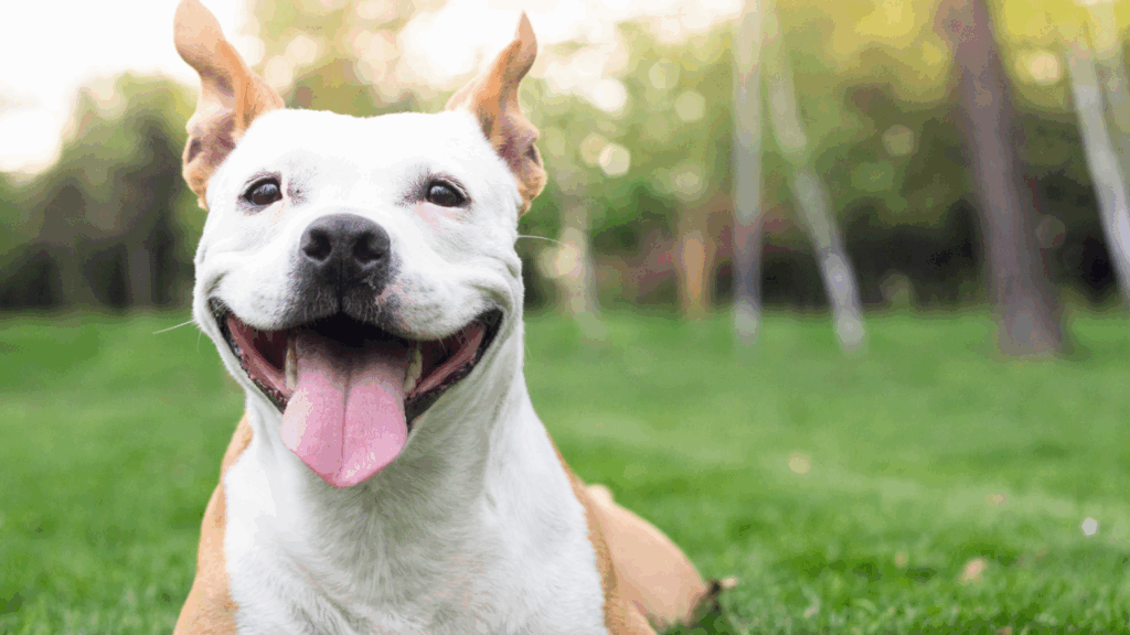 Happy dog with a wide smile and floppy ears in a grassy field.