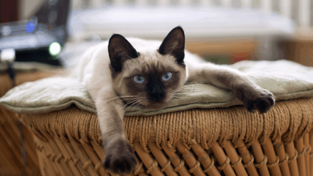 Siamese cat with blue eyes lying on a wicker basket.