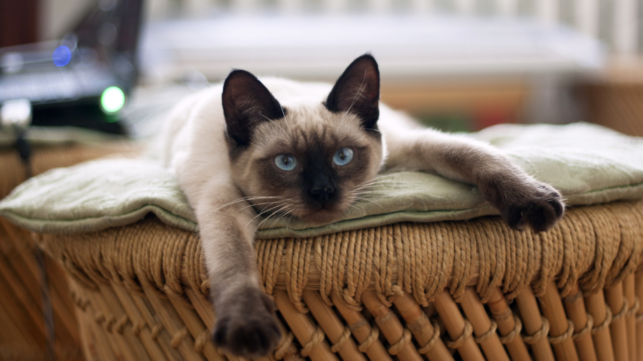 Siamese cat with blue eyes lying on a wicker basket.