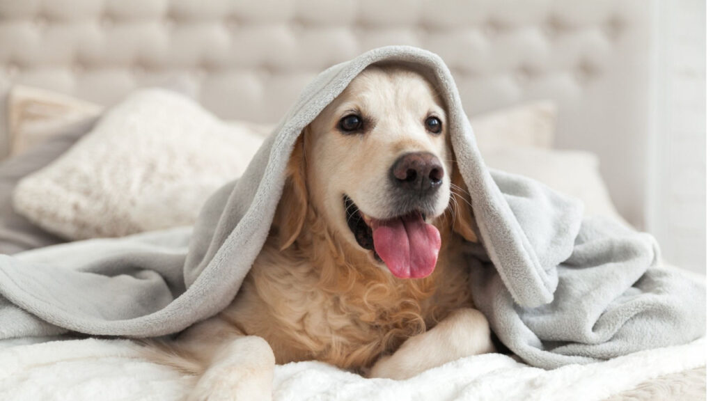 Golden retriever covered with a gray blanket, lying on a white bed, looking happy.