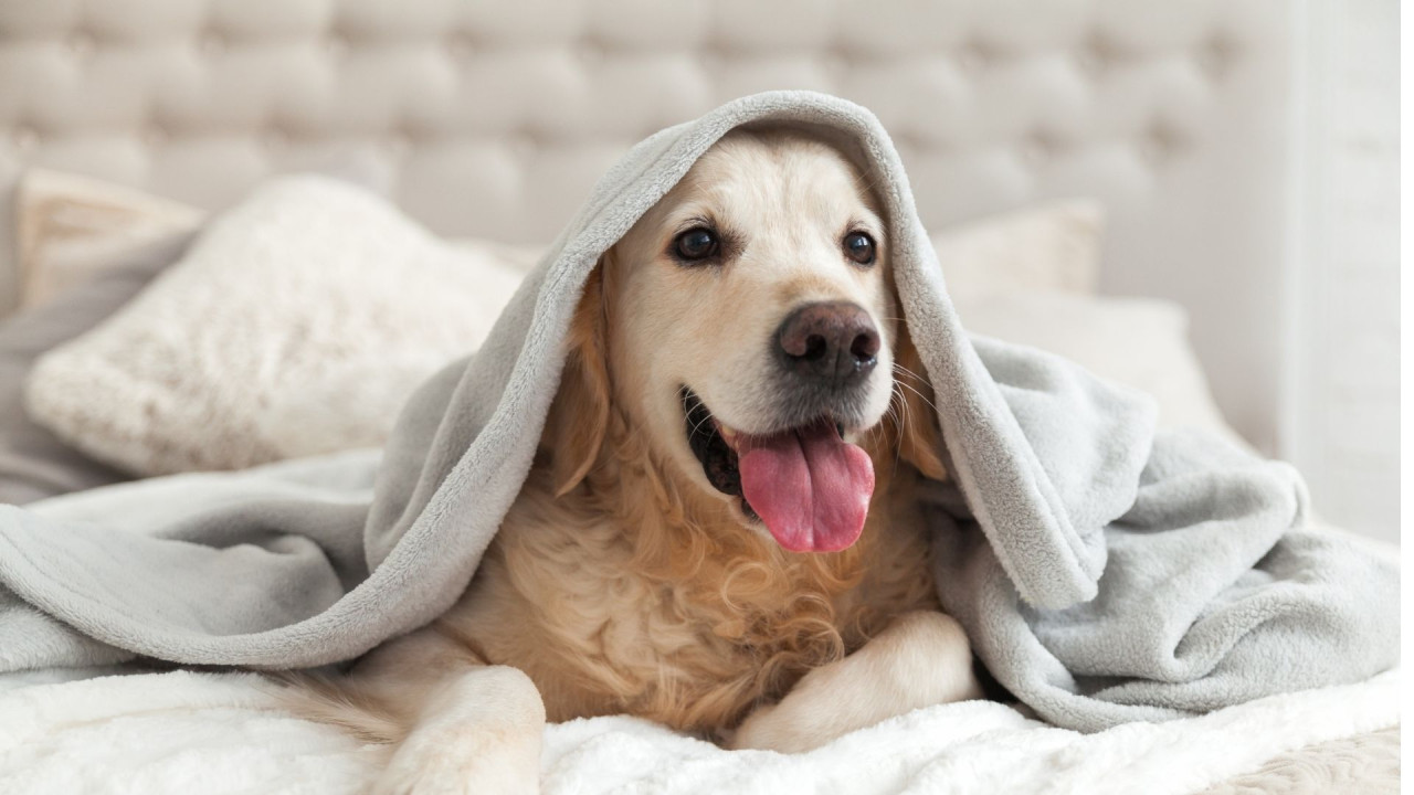 Golden retriever covered with a gray blanket, lying on a white bed, looking happy.