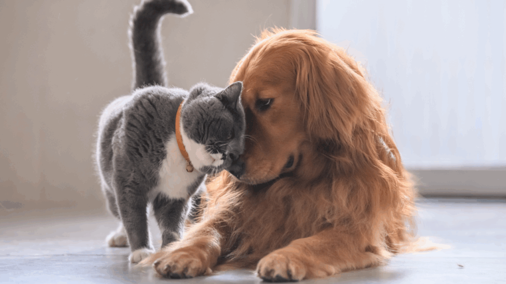 Gray cat nuzzling a golden retriever's nose.