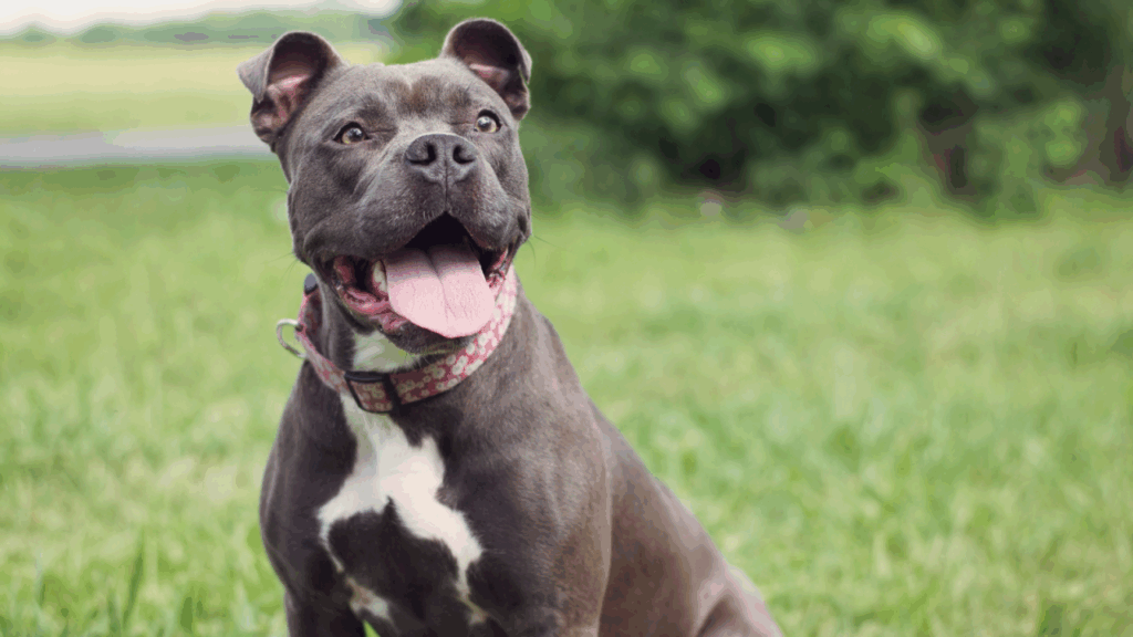 Gray pit bull with a happy expression sitting on grass.