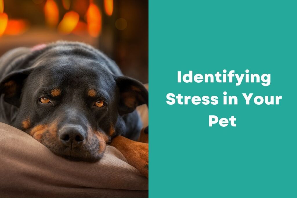 Rottweiler resting its head, looking slightly stressed.