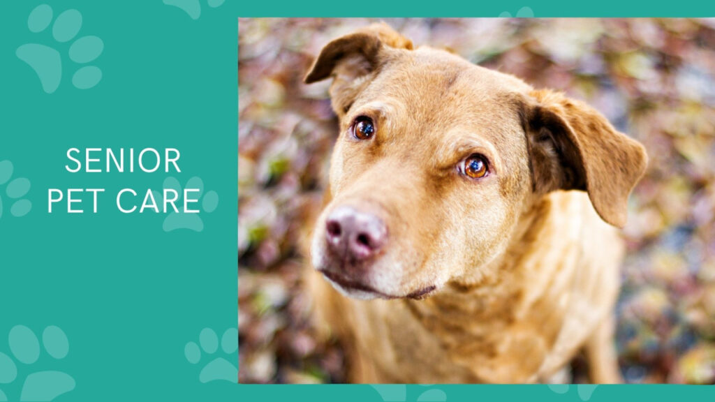 Elderly brown dog with soulful eyes, titled "Senior Pet Care".