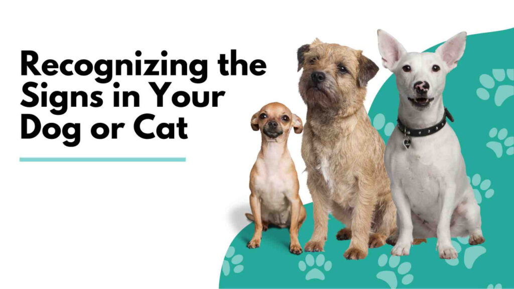 Three dogs of various breeds lined up, against a text about pet health signs.