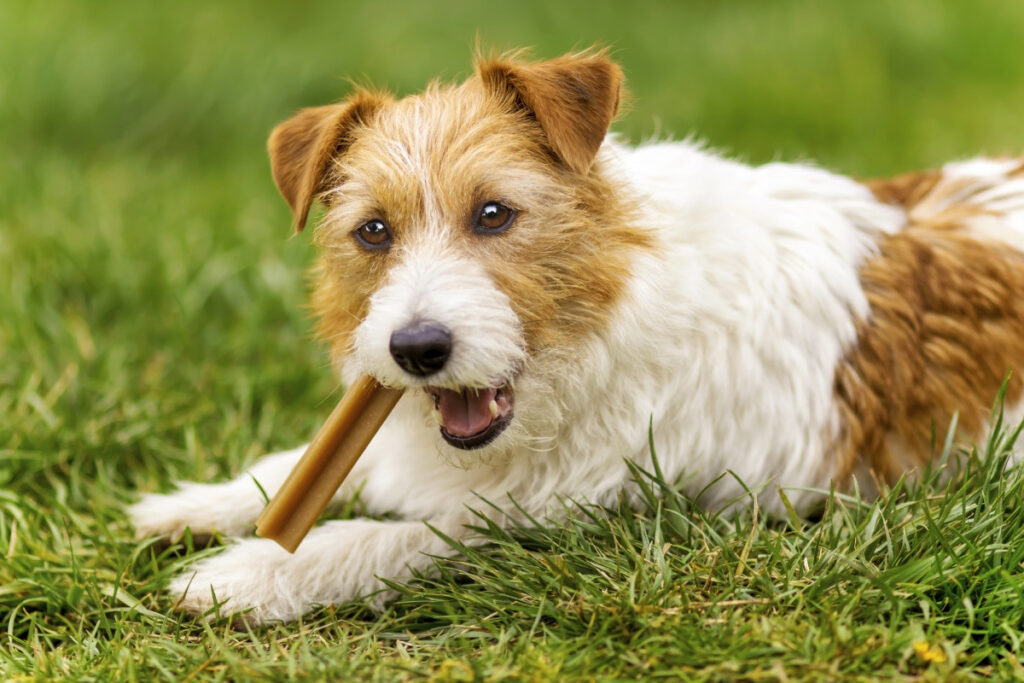 A fluffy brown and white dog chewing on a bone in the grass.