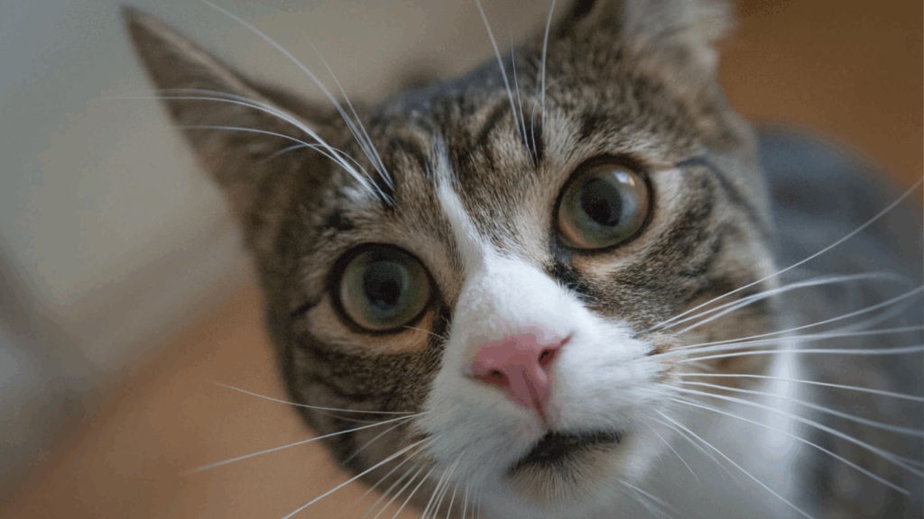 Close-up of a wide-eyed tabby cat with striking green eyes.