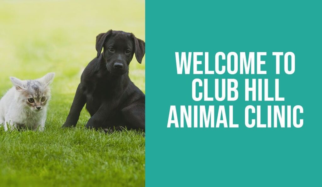 Black puppy and grey kitten sitting on grass with a welcoming sign.