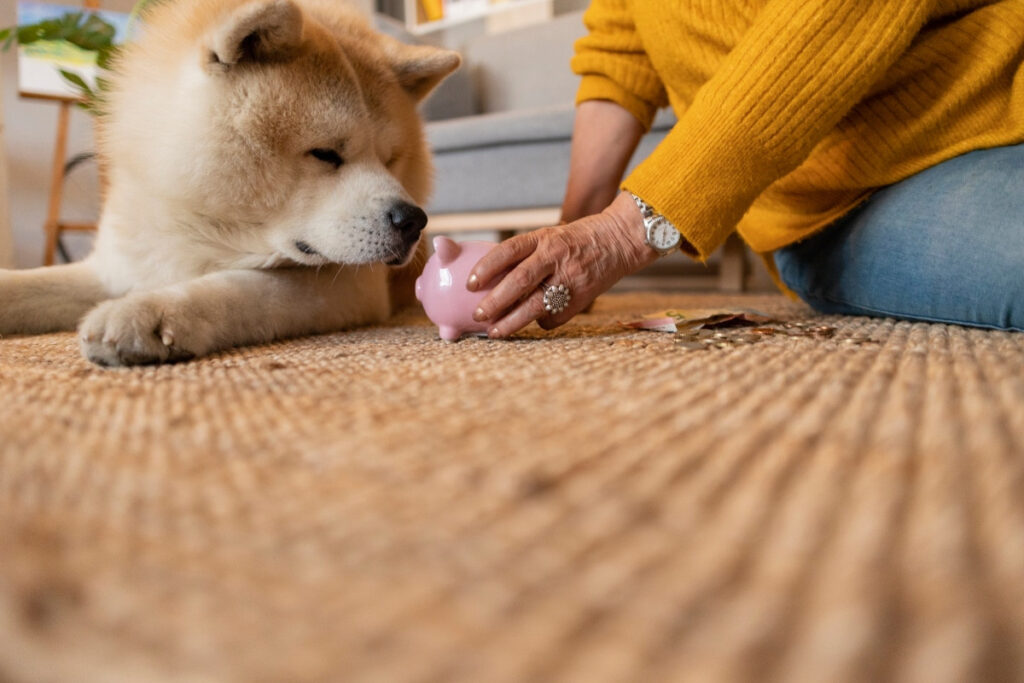 A person placing a piggy bank near a Shiba Inu dog on a carpet.