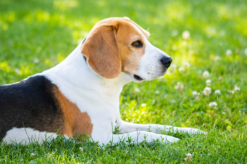 Tricolor beagle lying on grass, looking to the side.
