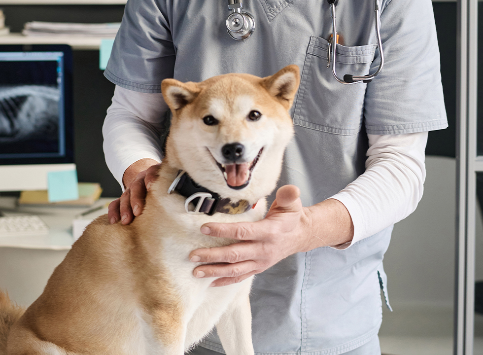 Veterinarian examining a happy Shiba Inu in a clinic.