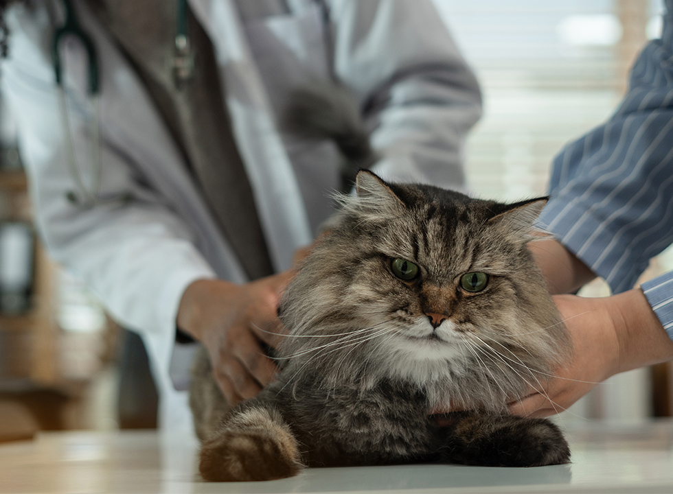 A fluffy cat being examined by a veterinarian on a table.