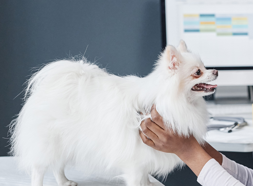 Person stroking a white, fluffy Pomeranian dog in an office environment.