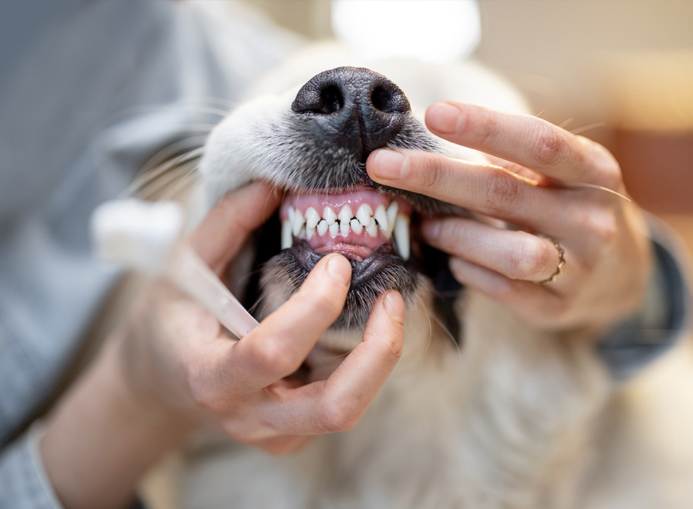 Hands holding a dog's lips back to reveal its teeth.