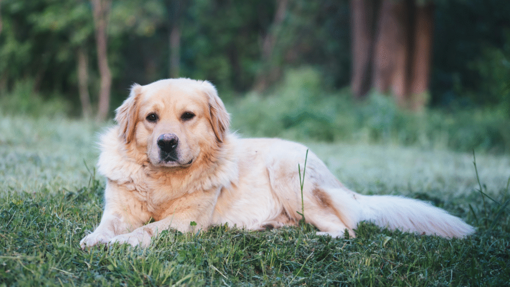 Golden retriever lying on grass with trees in the background.