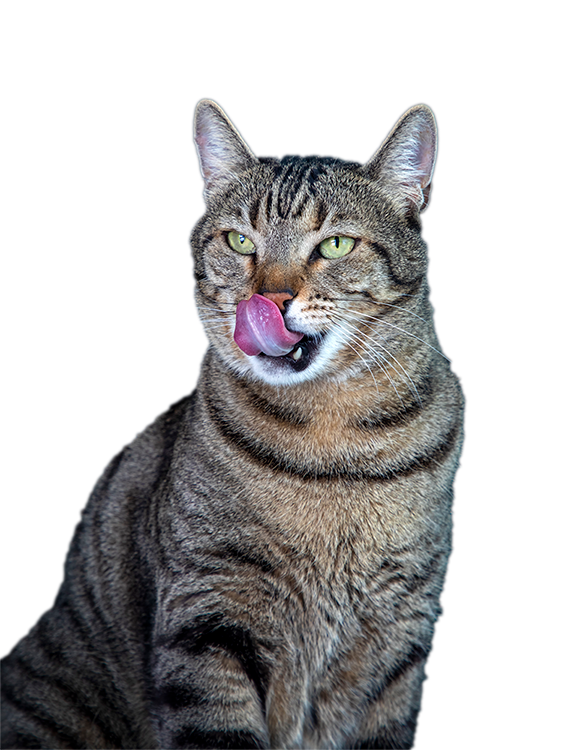 Tabby cat with green eyes licking its nose.