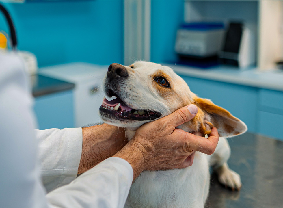 Veterinarian examining the ears of a happy, smiling dog in a clinic.