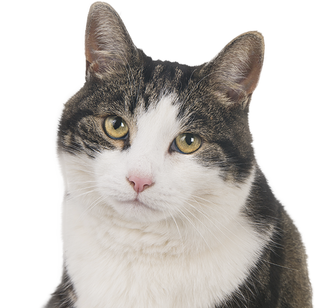 White with brown straps cat with caramel eyes