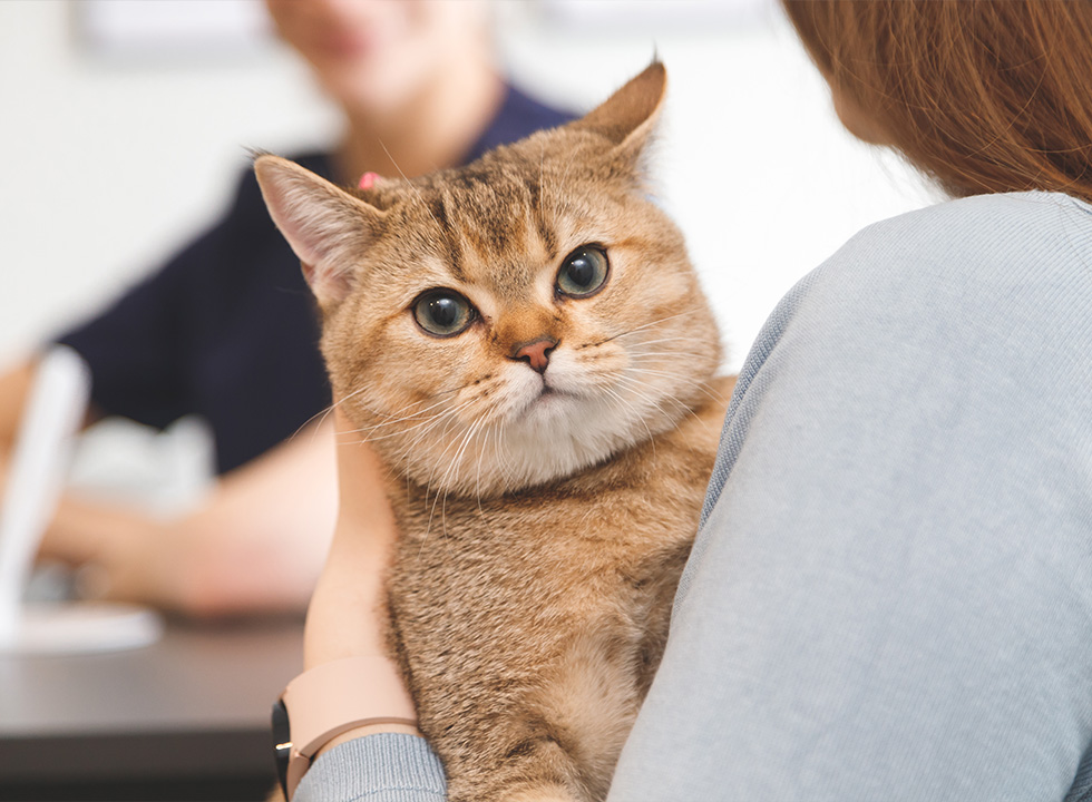 A brown tabby cat held by a person, looking directly at the camera.