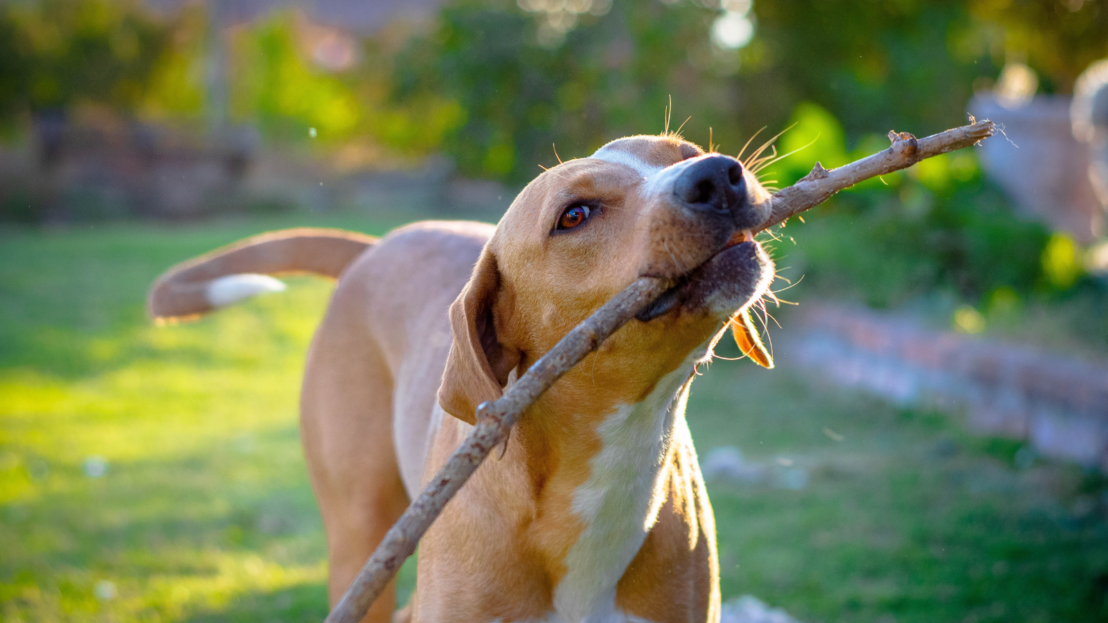 Brown dog playing with a stick outdoors in sunlight.