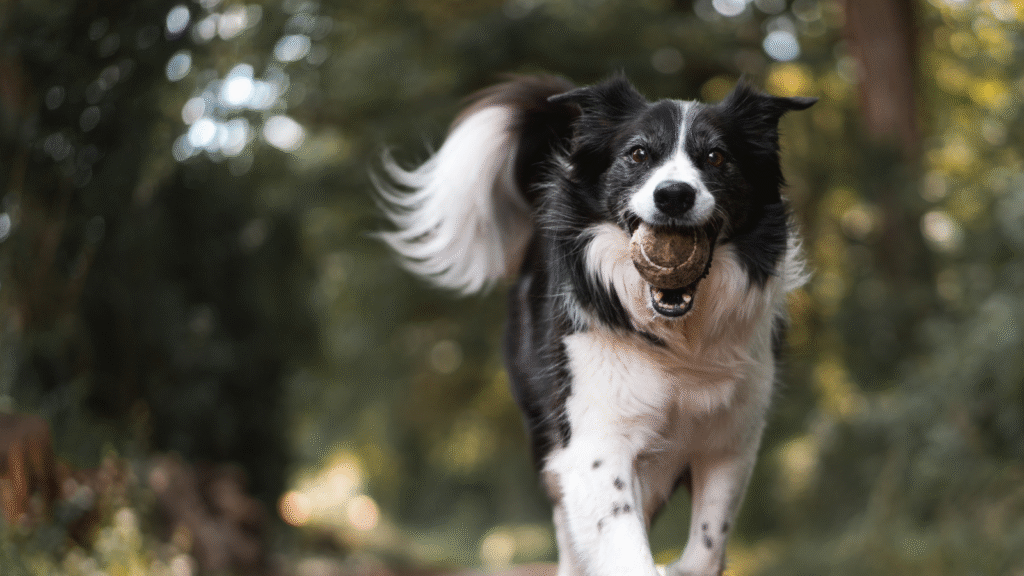 Border collie running with a ball in its mouth in a forest setting.