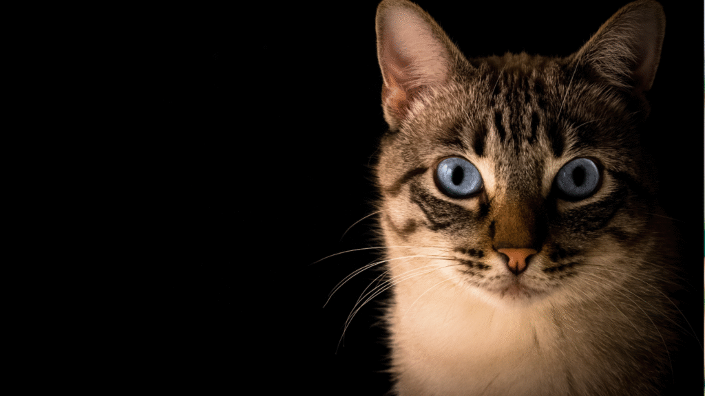 Close-up of a tabby cat with striking blue eyes against a dark background.